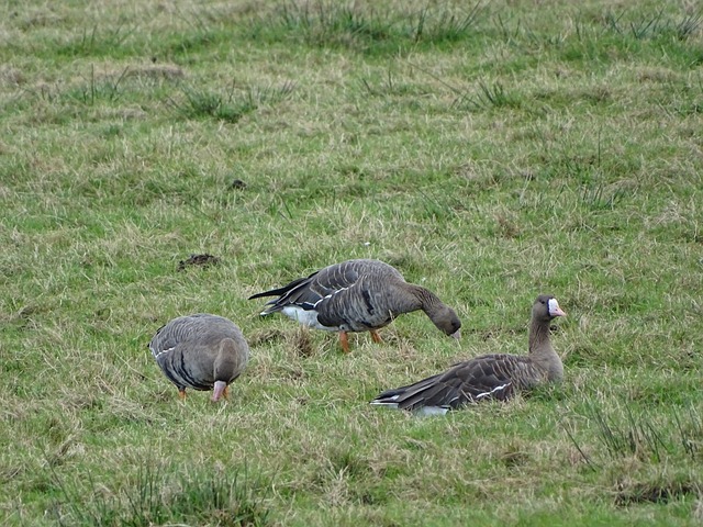 他大刀阔斧 他大刀阔斧