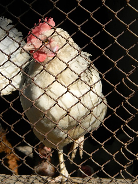 诺维奇在防 诺维奇在防